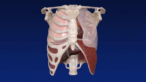 Modèle 3D par VOKA 3D Anatomie & Pathologie